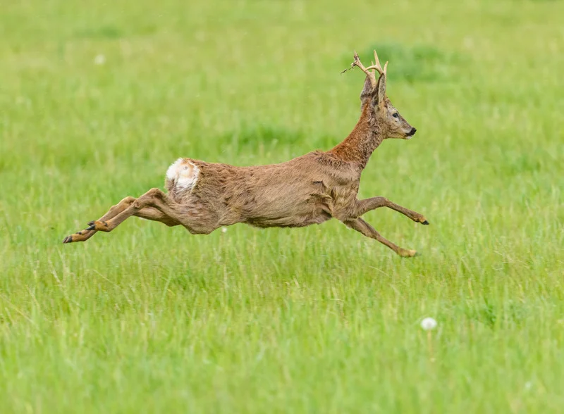 Deer in the forest
