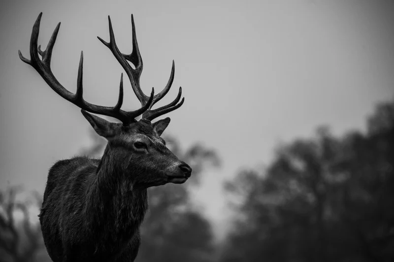 Deer in the forest