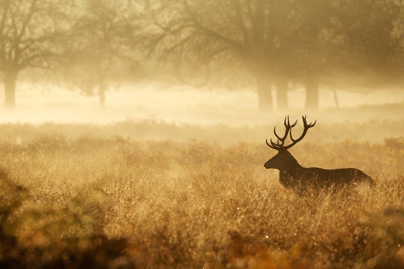 Deer in the forest