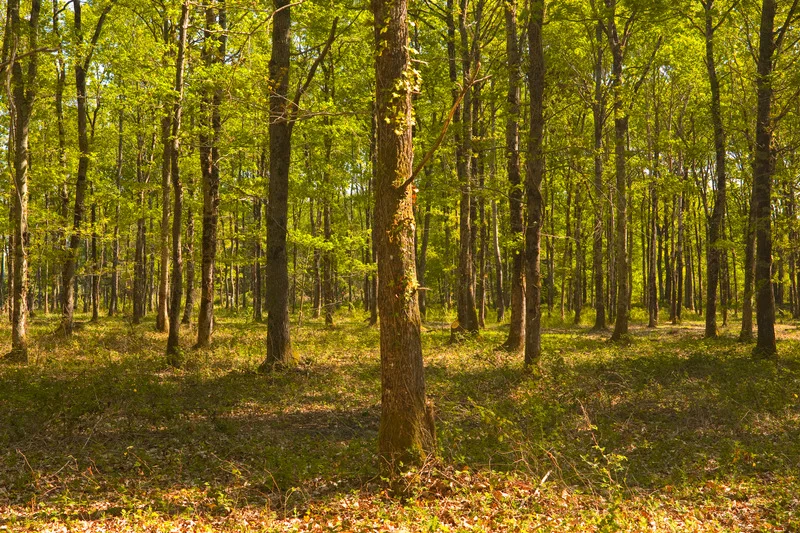 Deer in the forest